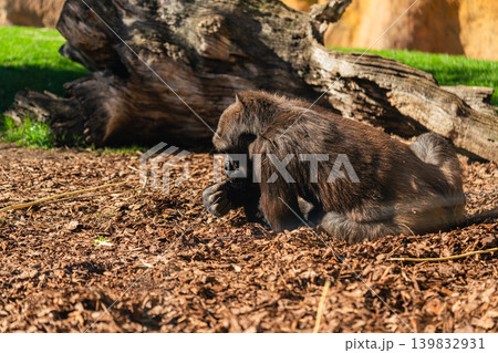 gorilla sitting and eating on ground near wooden log in sunlight gorilla sitting and eating on ground near wooden log in sunlight 139832931