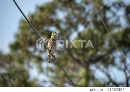 The red-shouldered hawk bird perching on electric cable looking for prey to hunt The red-shouldered hawk bird perching on electric cable looking for prey to hunt 139833034