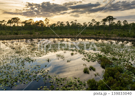 Florida forest lake nature on a sunny day. Wetland swamp with lily pads vegetation floating on water Florida forest lake nature on a sunny day. Wetland swamp with lily pads vegetation floating on water 139833040