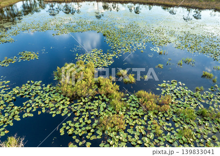 Lake in wetland forest in Florida. Tropical nature in southern climate Lake in wetland forest in Florida. Tropical nature in southern climate 139833041