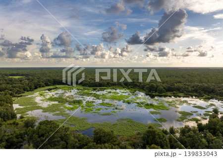 Florida wetlands with water between green wild vegetation. Tropical ecosystem at sunset Florida wetlands with water between green wild vegetation. Tropical ecosystem at sunset 139833043