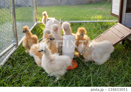 Domestic chicken in small backyard chicken coop. Silkie chicks sustainably raised in free range conditions Domestic chicken in small backyard chicken coop. Silkie chicks sustainably raised in free range conditions 139833051