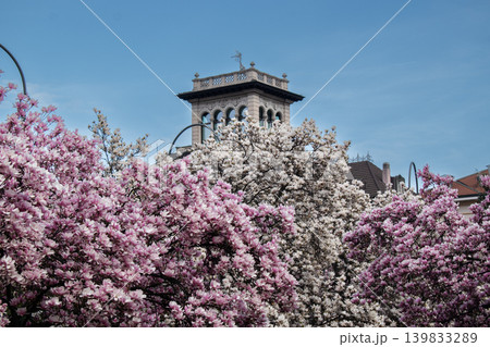 Beautiful pink magnolia blossoms in spring with historic building in background Beautiful pink magnolia blossoms in spring with historic building in background 139833289