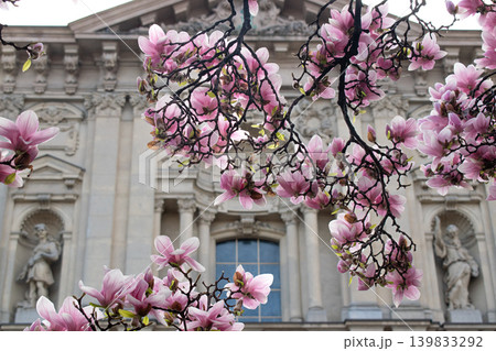 Beautiful pink magnolia blossoms in spring with historic building in background Beautiful pink magnolia blossoms in spring with historic building in background 139833292