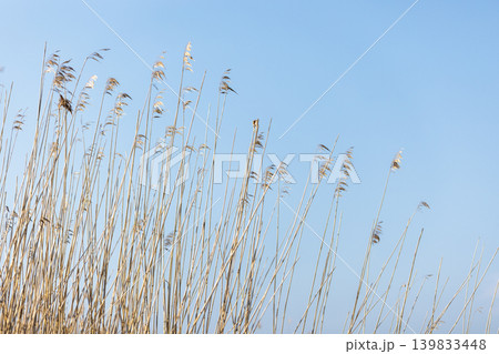 A serene scene of golden reed stalks under blue sky A serene scene of golden reed stalks under blue sky 139833448