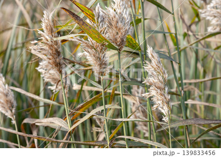 Golden reed grass and fluffy seed heads, close up photo Golden reed grass and fluffy seed heads, close up photo 139833456