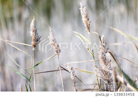 A tranquil closeup photo of brown reed seed heads A tranquil closeup photo of brown reed seed heads 139833458