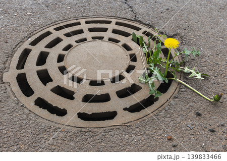A bright yellow dandelion pushes through the sewer manhole A bright yellow dandelion pushes through the sewer manhole 139833466