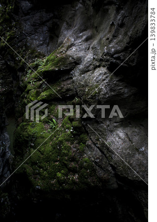 Green and dense forest landscape. Green and dense forest landscape. 139833784