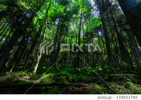 Green and dense forest landscape. Green and dense forest landscape. 139833788