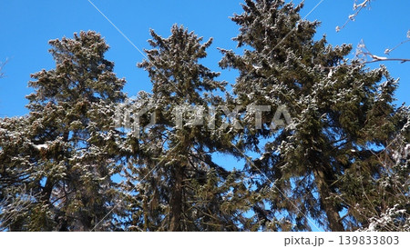 Snow covers the branches of spruce and fir trees in a taiga forest in Karelia. The bright blue sky adds to the winter scene. Nature shows its beauty in this cold season Snow covers the branches of spruce and fir trees in a taiga forest in Karelia. The bright blue sky adds to the winter scene. Nature shows its beauty in this cold season 139833803