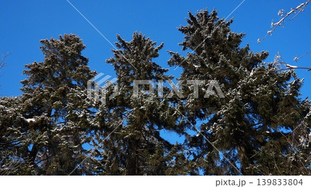 Snow rests on the branches of tall spruce and fir trees in the taiga of Karelia. The bright blue sky contrasts with the snowy trees. This scene captures a winter day in the forest Snow rests on the branches of tall spruce and fir trees in the taiga of Karelia. The bright blue sky contrasts with the snowy trees. This scene captures a winter day in the forest 139833804