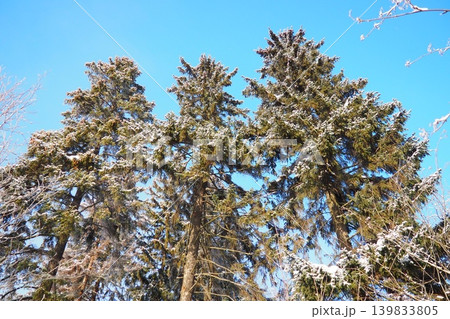 Spruce and fir trees stand tall in a taiga forest in Karelia. The branches are covered with snow and the sky is clear and blue. Winter sun highlights the trees in the landscape Spruce and fir trees stand tall in a taiga forest in Karelia. The branches are covered with snow and the sky is clear and blue. Winter sun highlights the trees in the landscape 139833805