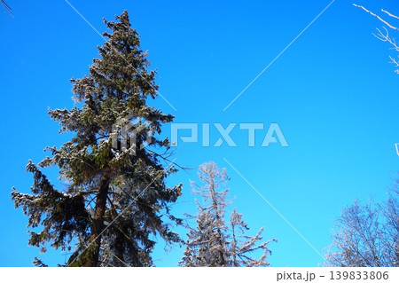 Tall spruce and fir trees display a layer of snow on their branches against a bright blue sky in the Taiga region of Karelia. It is winter and the trees show their beauty 139833806