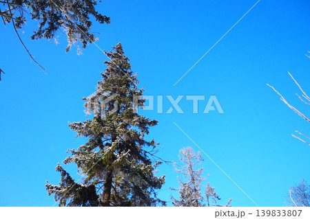 A tall spruce tree reaches towards a clear blue sky in the taiga forest of Karelia. The landscape is full of fir trees and the scene is bright and open under the sun 139833807