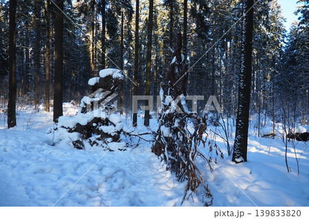 Snow covers the ground in a taiga forest in Karelia. Spruce and fir trees rise above the white landscape. Sunlight filters through branches, creating shadows on the snow Snow covers the ground in a taiga forest in Karelia. Spruce and fir trees rise above the white landscape. Sunlight filters through branches, creating shadows on the snow 139833820