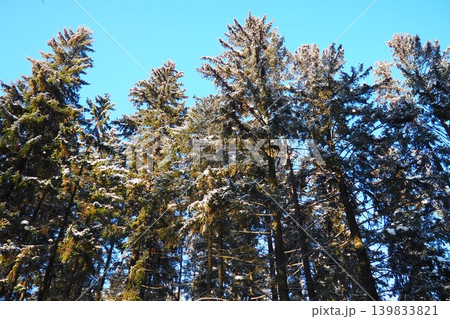 Spruce and fir trees are covered in snow against a clear blue sky in Taiga Karelia. The trees reach high, showing winter's touch in this forested landscape 139833821