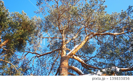 Pine trees tower in the Taiga Karelia forest under a clear blue sky. Snow covers some branches as sunlight shines through the trees, creating a winter scene Pine trees tower in the Taiga Karelia forest under a clear blue sky. Snow covers some branches as sunlight shines through the trees, creating a winter scene 139833856