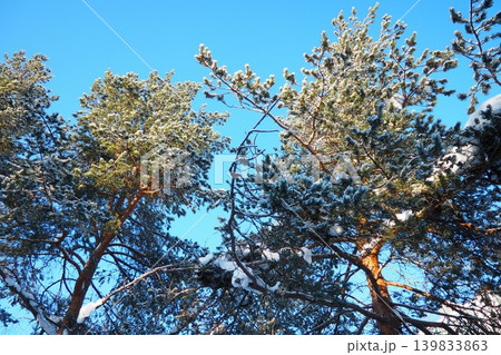 Snow rests on the branches of tall pine trees in Taiga Karelia. The bright blue sky provides a clear backdrop, showing the beauty of winter. The trees reach high into the sky Snow rests on the branches of tall pine trees in Taiga Karelia. The bright blue sky provides a clear backdrop, showing the beauty of winter. The trees reach high into the sky 139833863