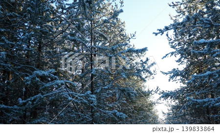 Snow rests on pine tree branches in Taiga Karelia. The sunlight breaks through the trees, creating a bright scene. It is midday in winter with clear skies 139833864