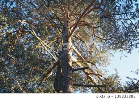 A tall pine tree stands high in Taiga Karelia. Branches extend outward from the trunk. Sunlight filters through the needles, creating bright patterns on the ground A tall pine tree stands high in Taiga Karelia. Branches extend outward from the trunk. Sunlight filters through the needles, creating bright patterns on the ground 139833895