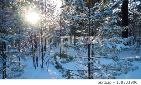 In Taiga Karelia, pine trees stand tall as sunlight breaks through the branches. The ground is covered with snow and frost rests on the needles. It is winter in the forest 139833900