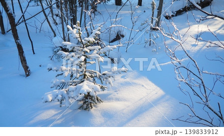 A small pine tree stands in Taiga Karelia, covered in snow. Surrounding trees and branches also show snow as sunlight shines on the landscape during the winter A small pine tree stands in Taiga Karelia, covered in snow. Surrounding trees and branches also show snow as sunlight shines on the landscape during the winter 139833912