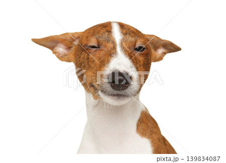 Funny basenji dog winking on a white background Funny basenji dog winking on a white background 139834087
