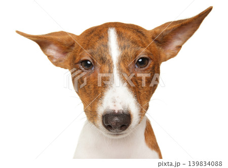 Basenji dog looking directly at camera on white background Basenji dog looking directly at camera on white background 139834088