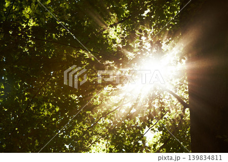 Low angle, sunshine and trees in forest with landscape of nature, environment and fresh air. Lens flare, natural light with leaves or foliage, summer in the woods and green Earth with perspective 139834811
