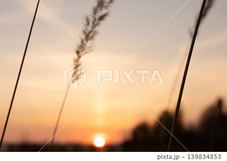 Blurred silhouette of tall grass against an orange sunset sky. Soft focus nature background with glowing sun. Copy space for text 139834853