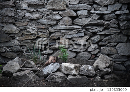 Aged castle stone wall with ivy cracks seamless tileable for atmospheric mobile RPG dungeon 139835000