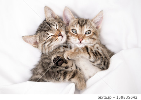 Two adorable tabby kittens snuggle together on a white blanket Two adorable tabby kittens snuggle together on a white blanket 139835642