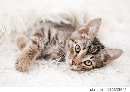 Cute striped tabby kitten lying on white background looking 139835643