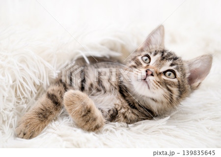 Cute striped tabby kitten lying on white background looking Cute striped tabby kitten lying on white background looking 139835645