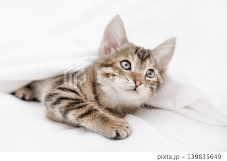 Cute striped tabby kitten lying on white background looking 139835649