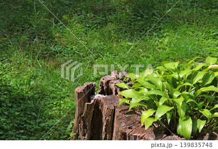 Well groomed grass lawn using an old dried tree stump as a pot for an ornamental plant Well groomed grass lawn using an old dried tree stump as a pot for an ornamental plant 139835748
