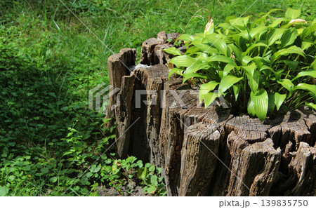A bush of an ornamental plant has grown through an old stump on green grass A bush of an ornamental plant has grown through an old stump on green grass 139835750