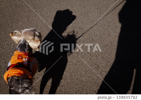 High angle view of a small Yorkshire Terrier wearing a bright orange sweatshirt on a leash. Long shadows of the dog and owner on the asphalt pavement in harsh morning sunlight. Urban pet walking. High angle view of a small Yorkshire Terrier wearing a bright orange sweatshirt on a leash. Long shadows of the dog and owner on the asphalt pavement in harsh morning sunlight. Urban pet walking. 139835782
