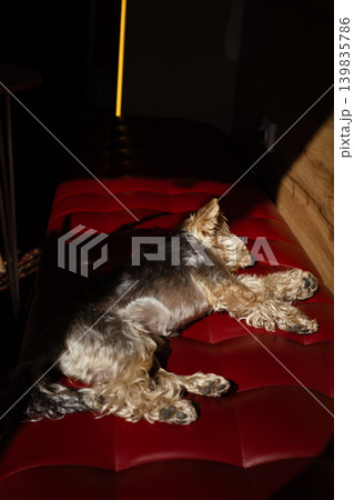 Cute small dog resting on a red leather bench in warm sunlight. Cozy home interior with soft shadows and textures creates a calm lifestyle mood, perfect for pet, comfort and modern living concepts. 139835786