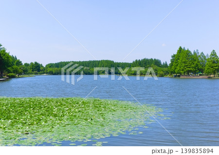 東京都葛飾区水元公園周辺2026年5月 139835894