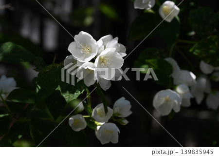 セイヨウバイカウツギの花・西洋梅花空木・ニオイバイカウツギ セイヨウバイカウツギの花・西洋梅花空木・ニオイバイカウツギ 139835945