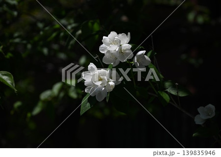 セイヨウバイカウツギの花・西洋梅花空木・ニオイバイカウツギ 139835946