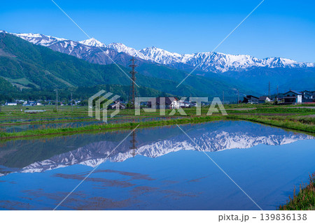 【初夏の風景】水田に水を張った初夏の白馬村の風景【長野県】 【初夏の風景】水田に水を張った初夏の白馬村の風景【長野県】 139836138