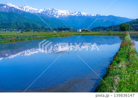 【初夏の風景】水田に水を張った初夏の白馬村の風景【長野県】 【初夏の風景】水田に水を張った初夏の白馬村の風景【長野県】 139836147