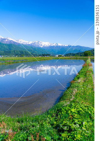 【初夏の風景】水田に水を張った初夏の白馬村の風景【長野県】 【初夏の風景】水田に水を張った初夏の白馬村の風景【長野県】 139836151
