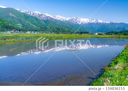 【初夏の風景】水田に水を張った初夏の白馬村の風景【長野県】 【初夏の風景】水田に水を張った初夏の白馬村の風景【長野県】 139836153