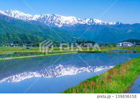 【初夏の風景】水田に水を張った初夏の白馬村の風景【長野県】 【初夏の風景】水田に水を張った初夏の白馬村の風景【長野県】 139836158