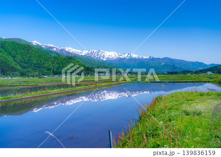 【初夏の風景】水田に水を張った初夏の白馬村の風景【長野県】 【初夏の風景】水田に水を張った初夏の白馬村の風景【長野県】 139836159