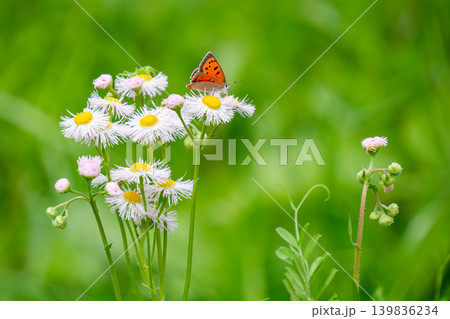 ベニシジミと花びら ベニシジミと花びら 139836234